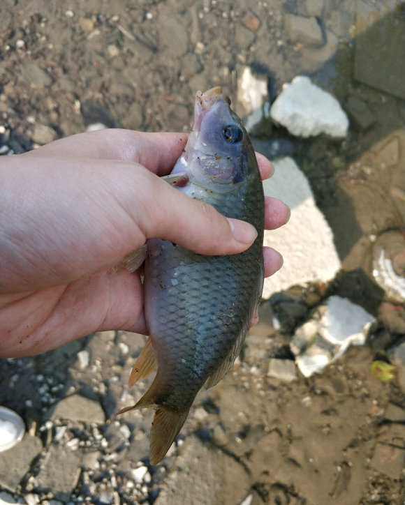 禾花鲤肉质细嫩无腥味,口感丰腴而不肥腻,是珠江水系里一种特有"土著