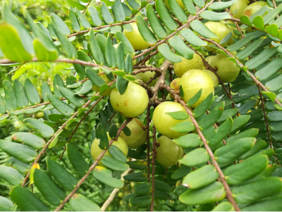 油柑与茶的奇妙相遇