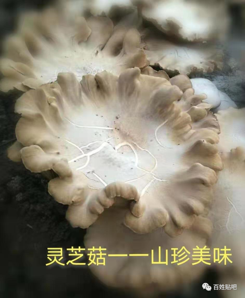 栾川人种出了"灵芝菇",亩产惊人营养价值还高!