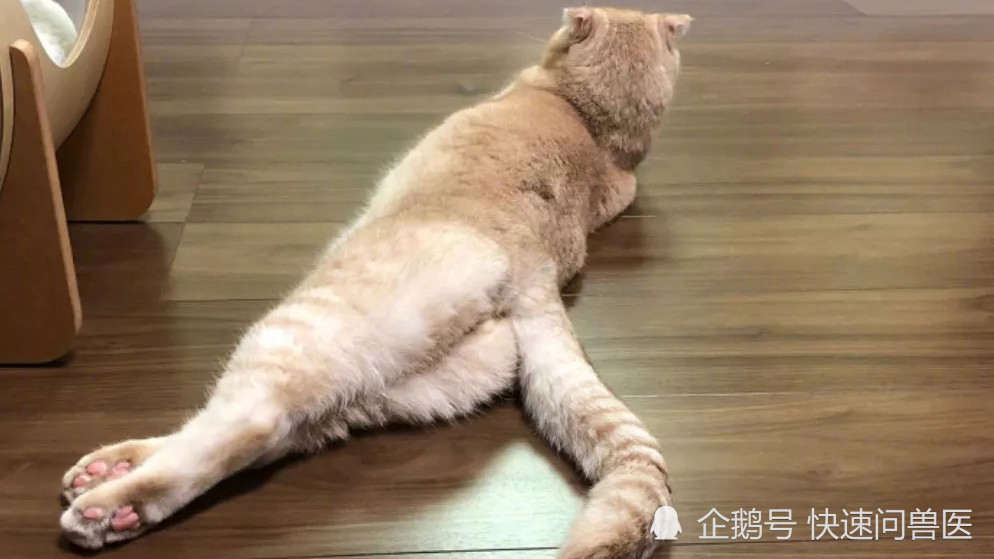 猫咪总喜欢坐在地上蹭屁股是什么原因