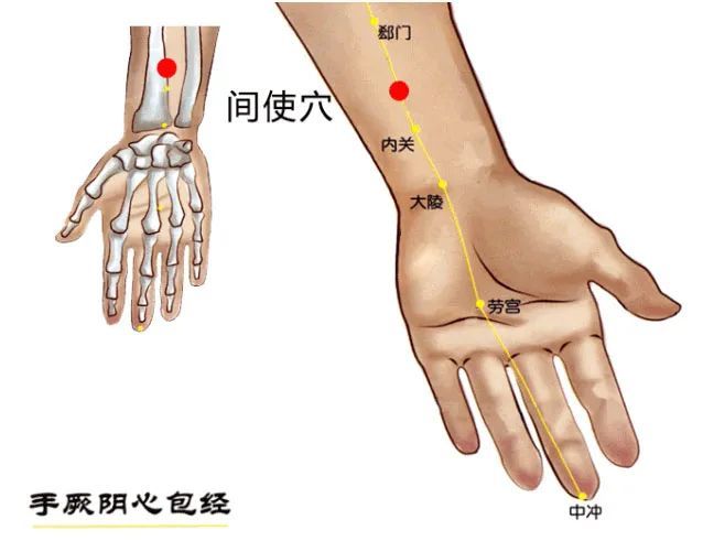 左右各有一个间使穴,位于前臂前区,在郄门穴和内