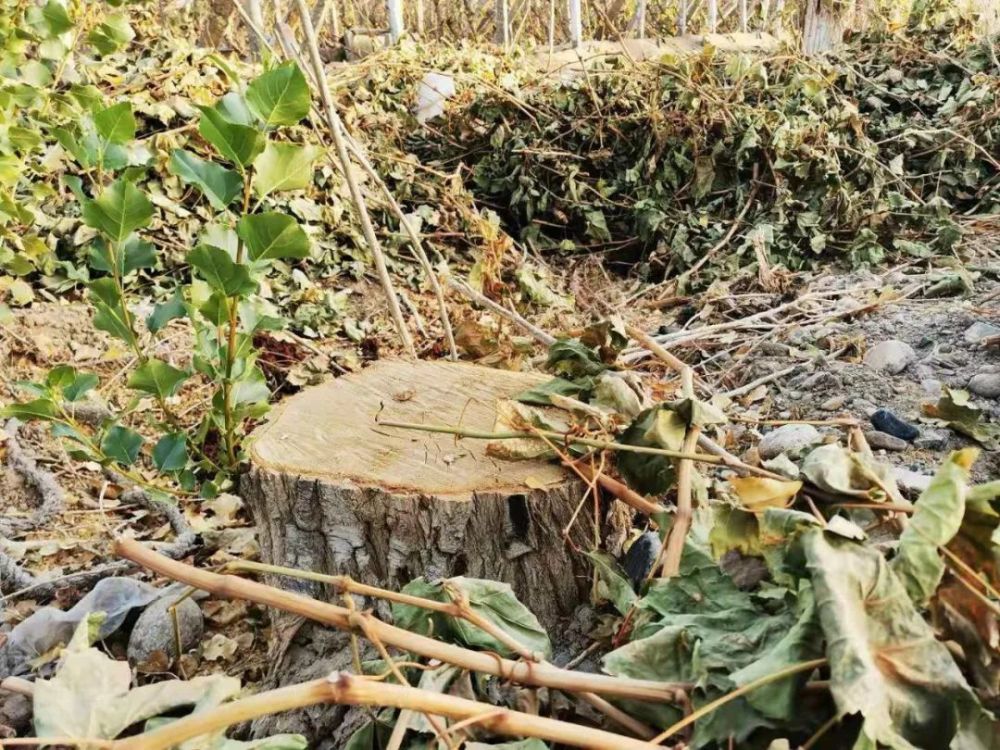 防护林被砍伐后残留的树桩(图源:经济参考报)