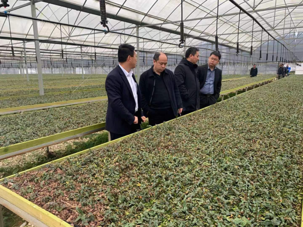 受锦屏县委书记毛有智委托,县委副书记蒋文运,林业局