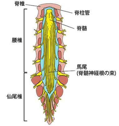 马尾神经损伤是常见病吗?