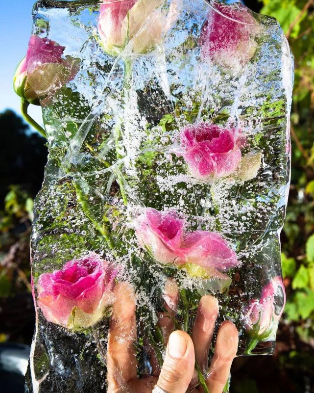 被冰冻的植物宛如上了一层艺术滤镜,呈现出截然不同的美感与质感.