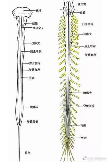 脊髓圆锥,终丝,马尾神经主要是支撑我们人体比较重要的神经.