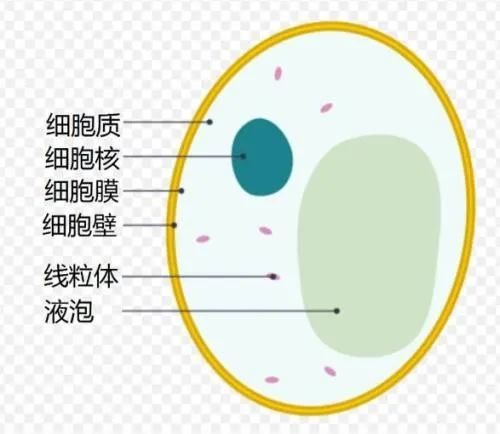 酵母细胞壁富含免疫活性多糖(β-葡聚糖,甘露聚糖,能明显的吸附霉菌