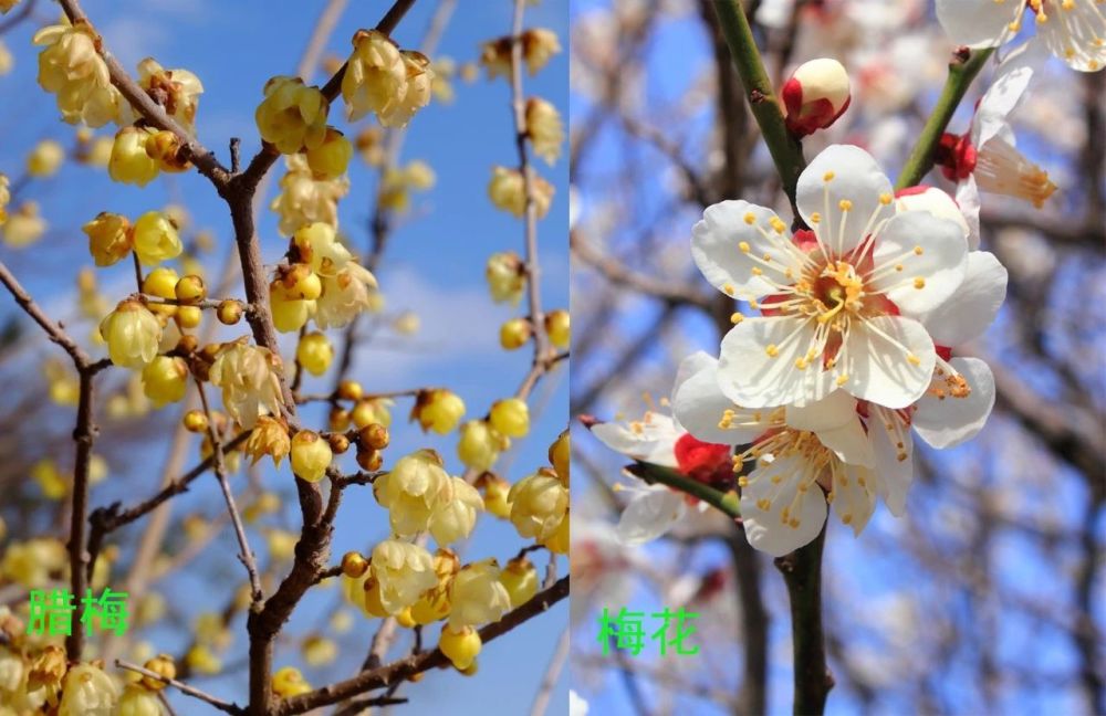 腊梅不是"梅花,刚买的盆栽或盆景要处理,避免掉花苞_腾讯新闻