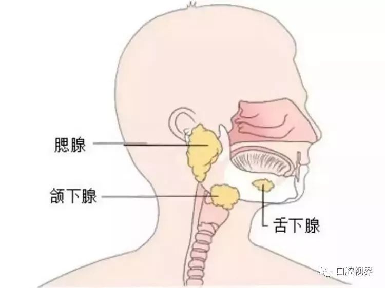 而如果按照分泌唾液的能力排列,从大到小依次为下颌下腺,腮腺,舌下腺.