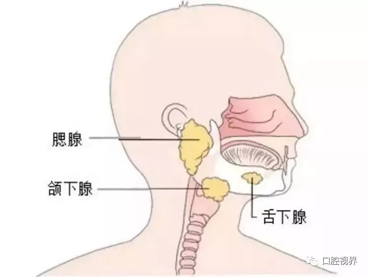 嗯,我们人体的唾液腺由三对大唾液腺和许多散在的小唾液腺组成.