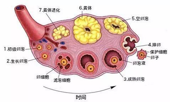 怎么去正确防治呢|卵子|lh|prl|卵泡|排卵