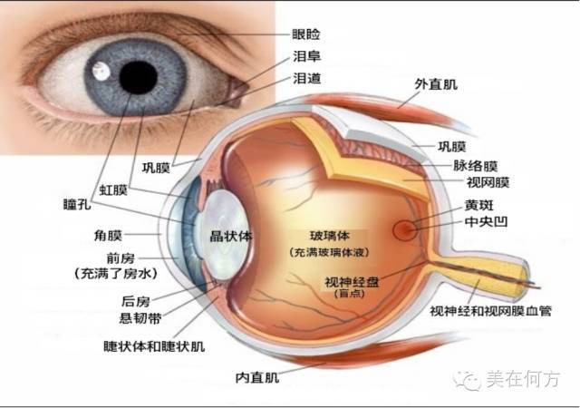 临床上通常将各种原因导致的眼表疾病的终末阶段统称为角膜缘干细胞
