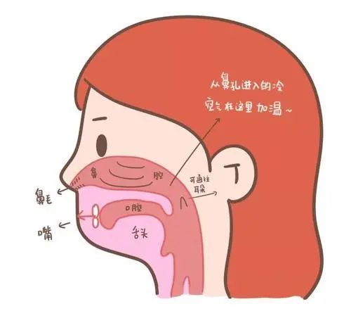 从鼻腔与口腔的黏膜进入人体被吸收:因为这些黏膜呈酸性反应,能有效的