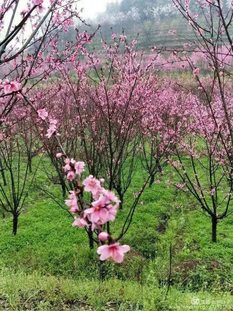 桃花村乡村建设行动系统性规划