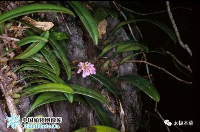 一匹草,见过吗?能润肺止咳,益肾补虚,消食
