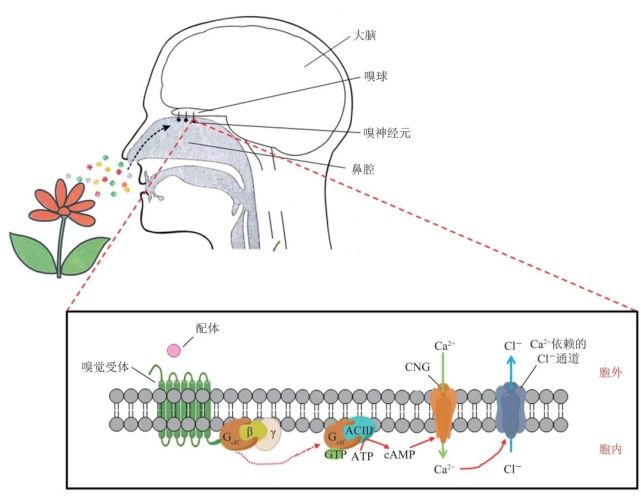 气体分子与嗅觉受体结合丨陈倩