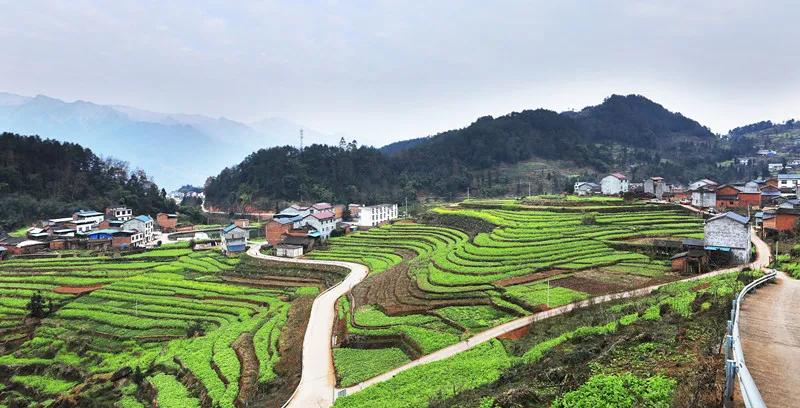 屏山县中都镇油菜花,花期从11月底初始,并持续到来年3月 实属全国