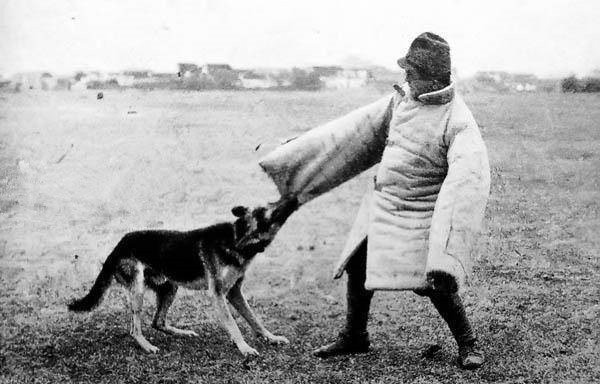 日军用军犬撕碎活人,被董翰良训练的中国土狗完虐!日本人:真狠