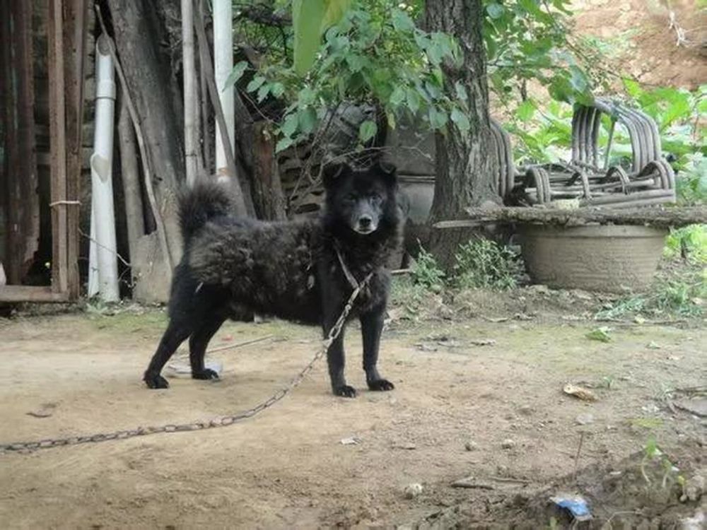 日军用军犬撕碎活人,被董翰良训练的中国土狗完虐!日本人:真狠