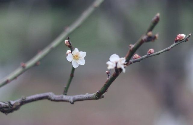 梅花先报一年春|梅花