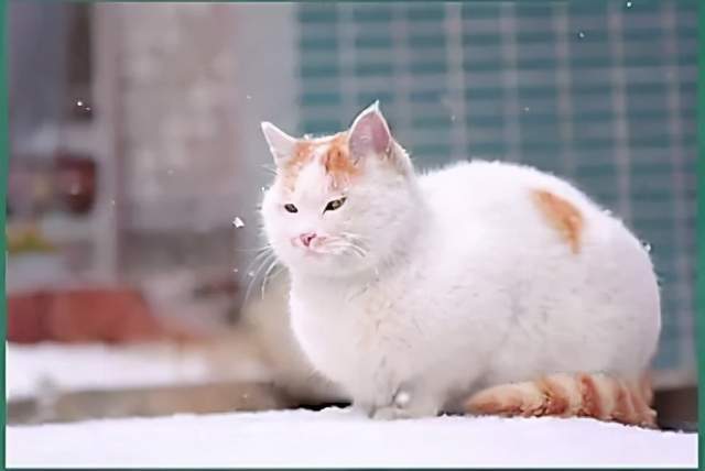 郭德纲相声《八猫图》让我们来认识认识八只名猫吧!