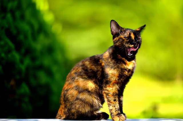 玳瑁猫