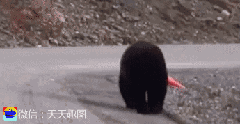 搞笑gif:大爷:就这么卷铺盖走人啦?