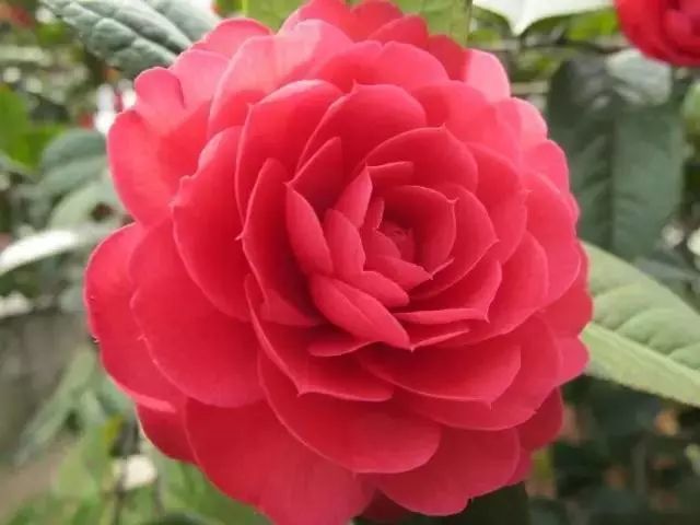 18种·山茶花名品图鉴,简直美爆了!