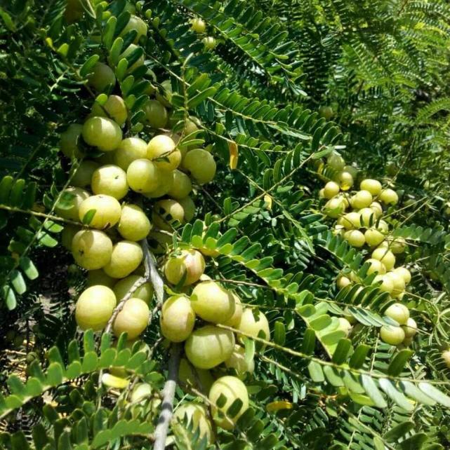 一种苦的"掉渣"的野生植物,这就是"黄金果"?果实价值高!