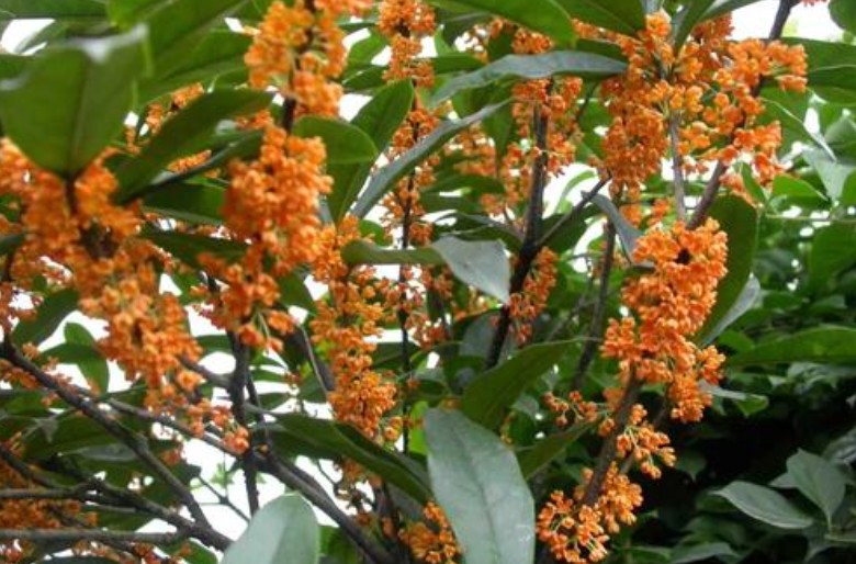 冬季桂花干叶落叶,原因有4个,合理调整处理,它还是一棵好花
