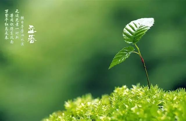立春祝福语:祝君春风得意
