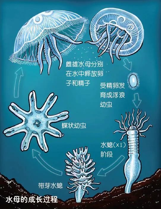 水母的身体95%由水构成,却是食肉动物!如今已成一种海洋灾难