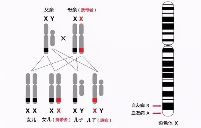 "重男轻女"的血友病可致残,幸亏遇到他们