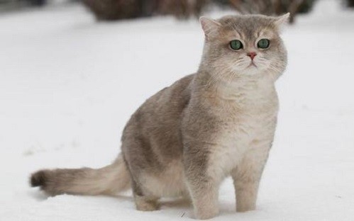 英短母猫不会发腮吗