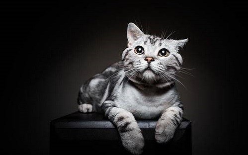 英短母猫不会发腮吗