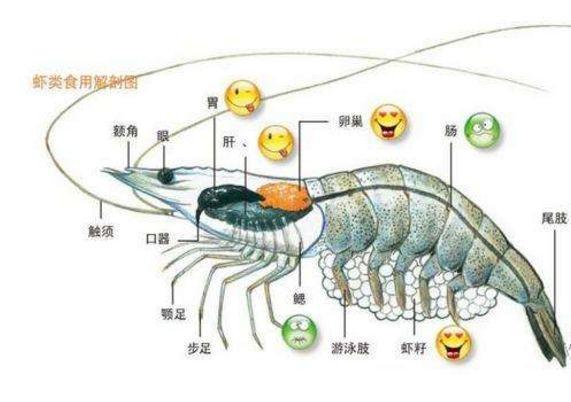 吃虾时这个部位不要扔虾的精华全在里面不吃实在可惜