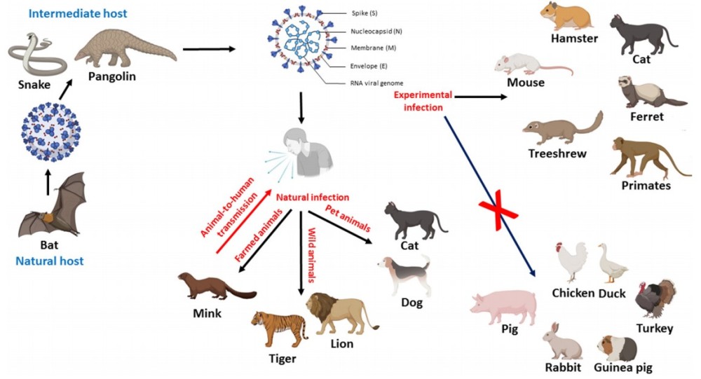 猩猩也中招了,新冠病毒到底能感染哪些动物?宠物如何避免风险?