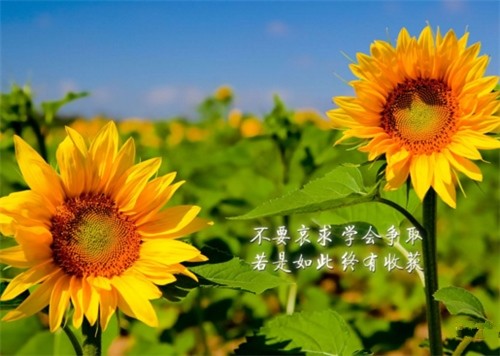 今日正能量语录经典早安