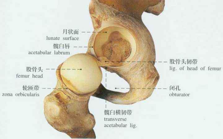 滑膜,关节囊,肌肉以及韧带等组织,而滑膜位于关节囊内层