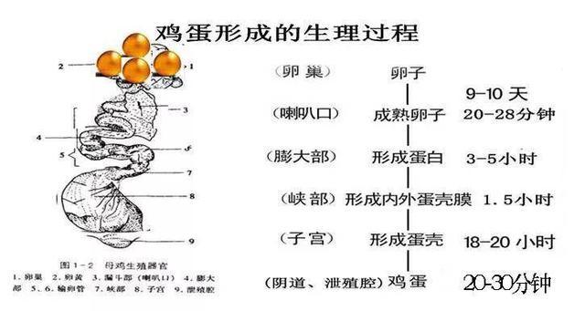 经常吃"开水冲鸡蛋",对身体有哪些影响?