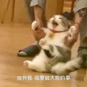 壁纸 动物 狗 狗狗 猫 猫咪 小猫 桌面 300_300