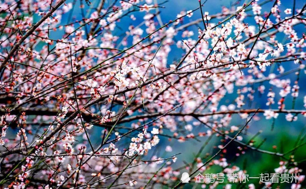 贵州梅花开了这7大赏梅好地方赶紧收藏哦