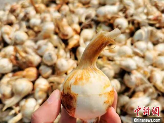 带尖的茨菇被台山人称为茨菇丁 李晓春 摄