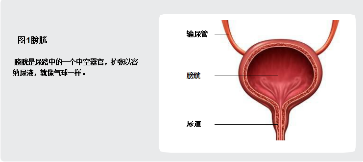 膀胱是一个中空的器官,有很厚的肌肉层,在泌尿系统中起着重要的作用