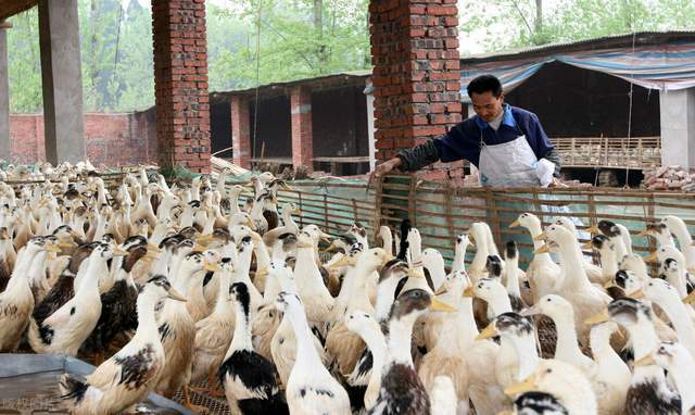 公鸭的生活有多苦蛋鸭肉鸭不算苦种鸭氛围鸭才是真苦