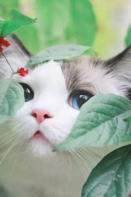 猫与花,精灵间的对垒