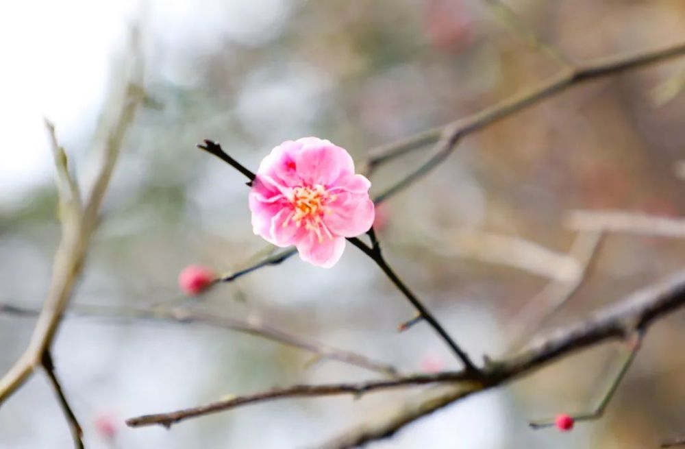 踏进玉湖公园大门 走过廊道还不见梅花的影子 来到梅花园仔细一看