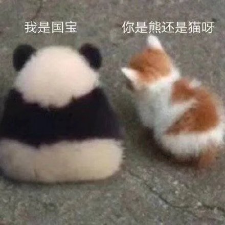 猫咪表情包|小猫咪也不知道它会掉毛,它只是想蹭你