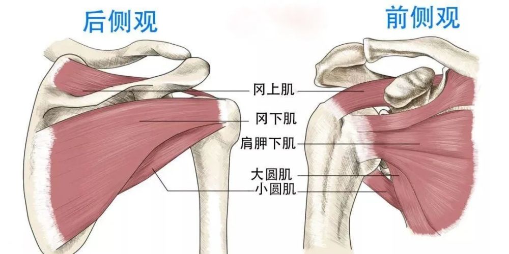 针灸治疗肩周炎选用肩髃,肩髎,肩贞,这三穴是如何发挥