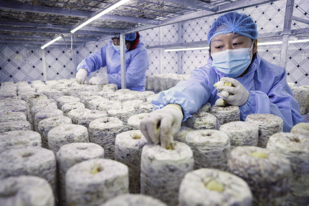 灌南食用菌经济总量_灌南苦菜图片
